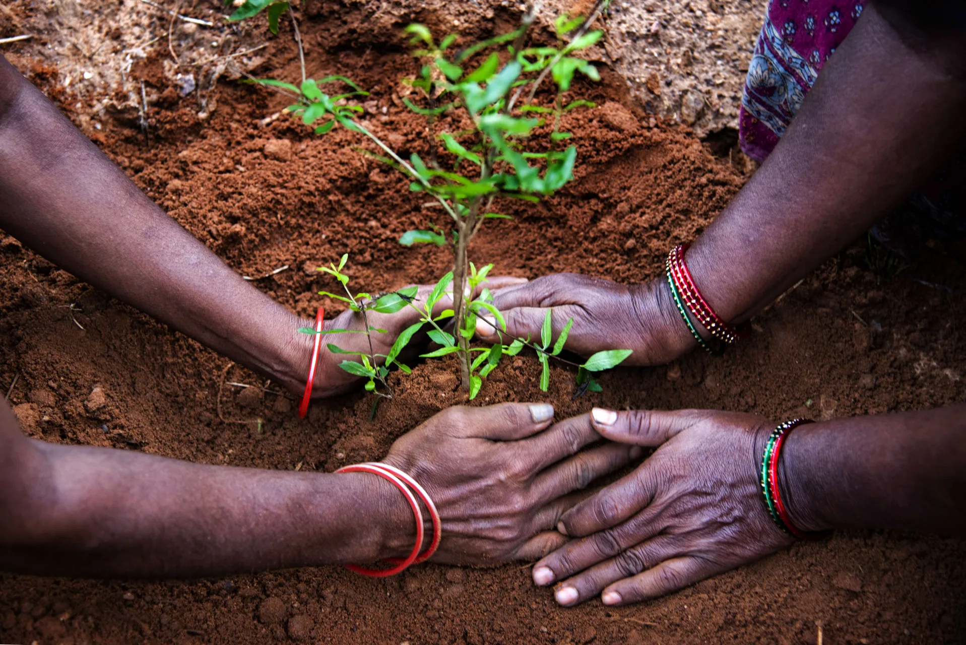 Smallholder farmer nurturing fruit-bearing sapling with GPS dedication | 4:5